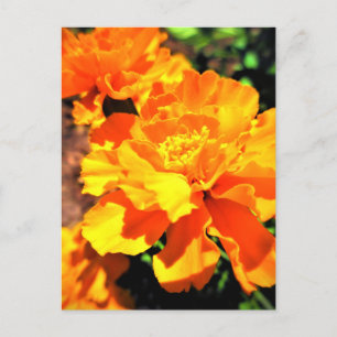 Sonnige orange Tagetes Gartenblumen Postkarte