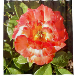Sonnige Rose....... Duschvorhang