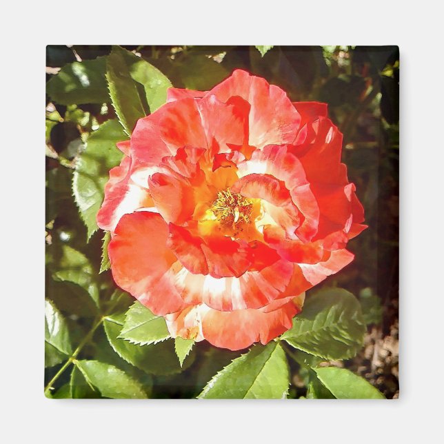 Sonnige Rose....... Magnet (Vorne)