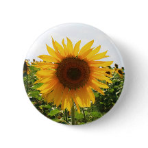 Sonnige Sonnenblume