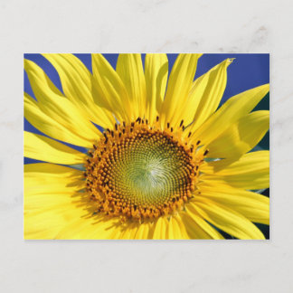 Sonnige Sonnenblume Postkarte