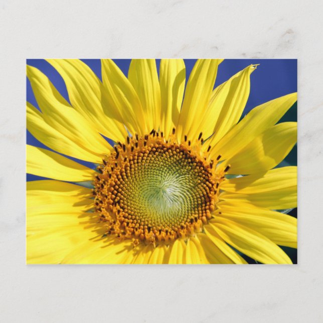 Sonnige Sonnenblume Postkarte (Vorderseite)