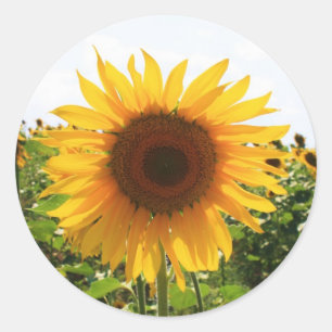 Sonnige Sonnenblume Runder Aufkleber