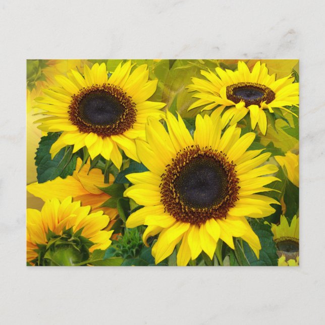 Sonnige Sonnenblumen Postkarte (Vorderseite)