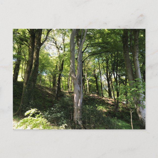Sonnige Waldlandschaft. Woodland Glade Postkarte (Vorderseite)