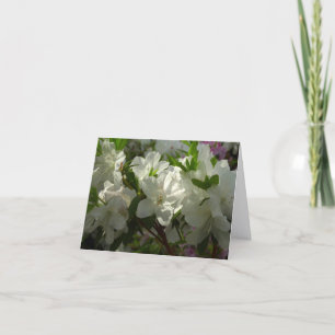 Sonnige weiße Azaleen schöne Frühlingsblumen