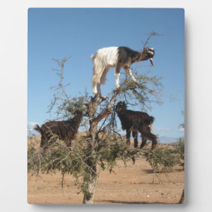 Sonnige Ziegen im Baum Fotoplatte
