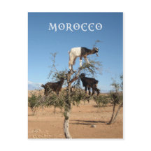 Sonnige Ziegen im Baum