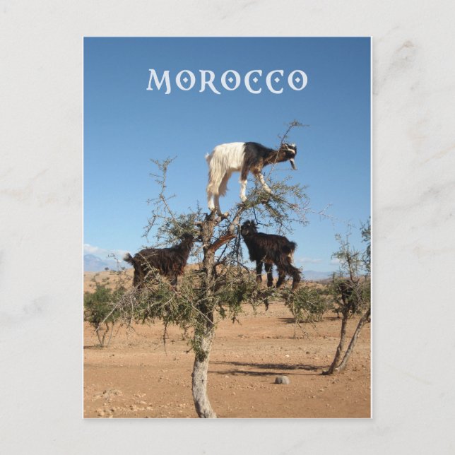 Sonnige Ziegen im Baum Postkarte (Vorderseite)
