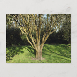 Sonniger Baum Postkarte