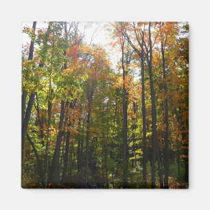 Sonniger Herbstwald - Herbstlandschaft Magnet