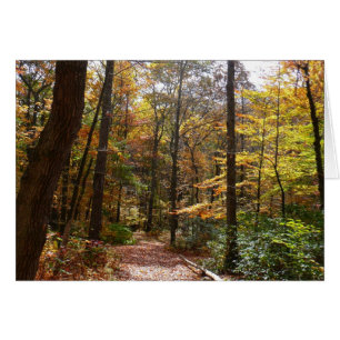Sonniger Herbstweg im Laurel Hill State Park