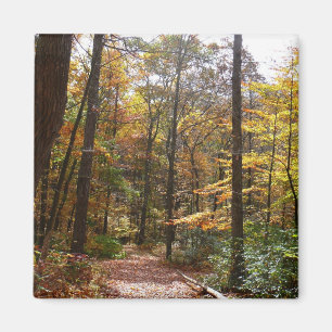 Sonniger Herbstweg im Laurel Hill State Park Magnet