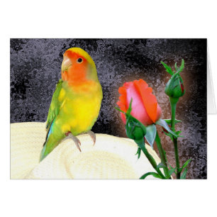 Sonniger Lovebird