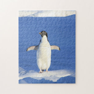 Sonniger Pinguin auf Eis