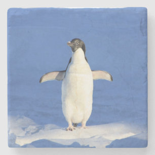 Sonniger Pinguin auf Eis-Foto Steinuntersetzer