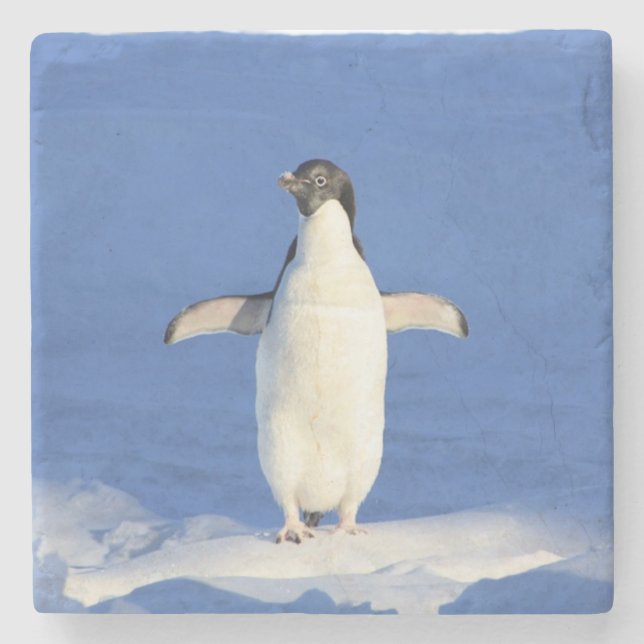 Sonniger Pinguin auf Eis-Foto Steinuntersetzer (Vorderseite)