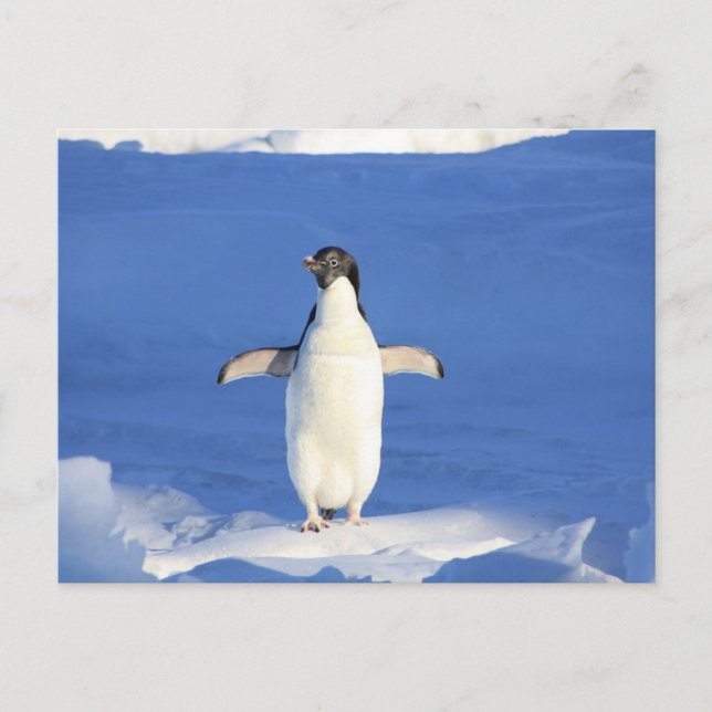 Sonniger Pinguin auf Eis Postkarte (Vorderseite)