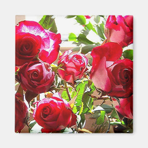 Sonniges Rosen-Quadrat Magnet