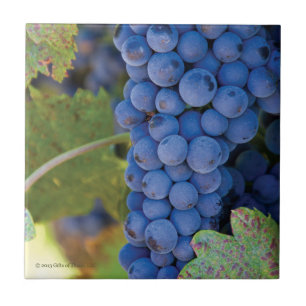 Sonoma County Weinberg-Trauben - Keramik-Fliese Fliese