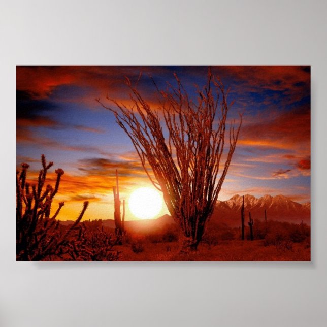 Sonora-Wüste, Arizona Poster (Vorne)
