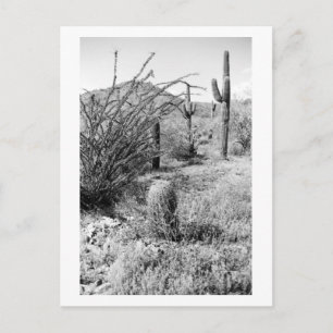 Sonoran Cacti Desert Garden B&W Foto Postkarte