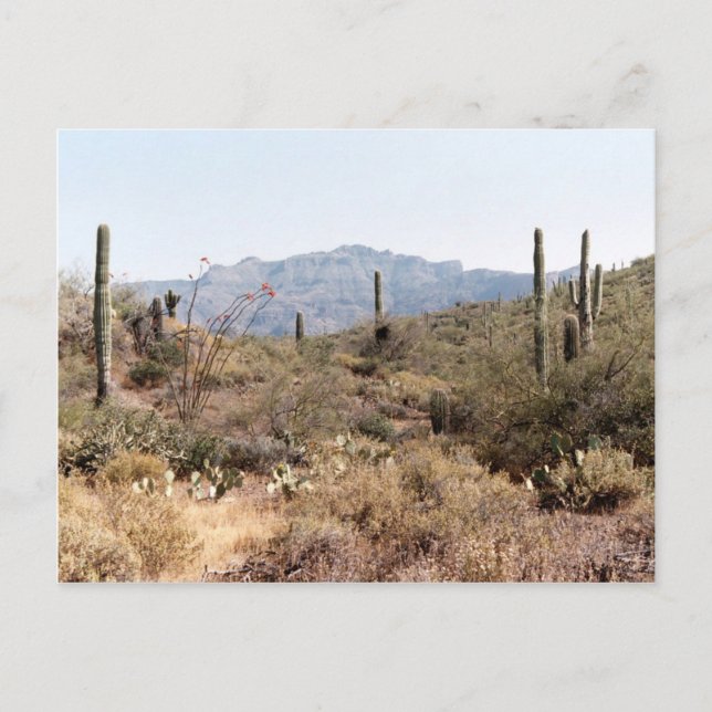 Sonoran Desert Arizona Postkarte (Vorderseite)