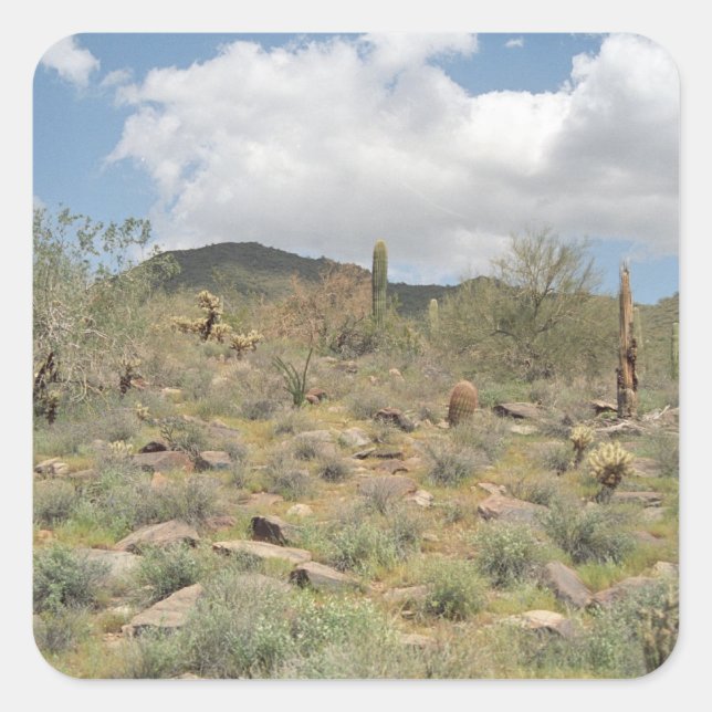 Sonoran Desert Cactus Custom Sticker Decal (Vorderseite)