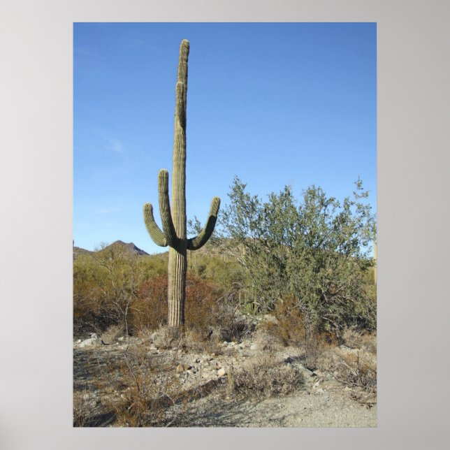 Sonoran Desert Scene 07 Poster (Vorne)