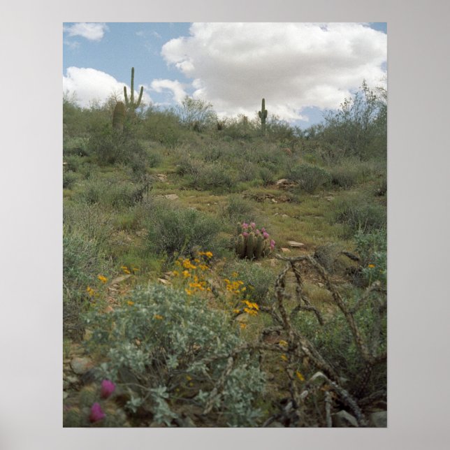 Sonoran Desert Spring Symphony Poster Imprimantes  (Devant)