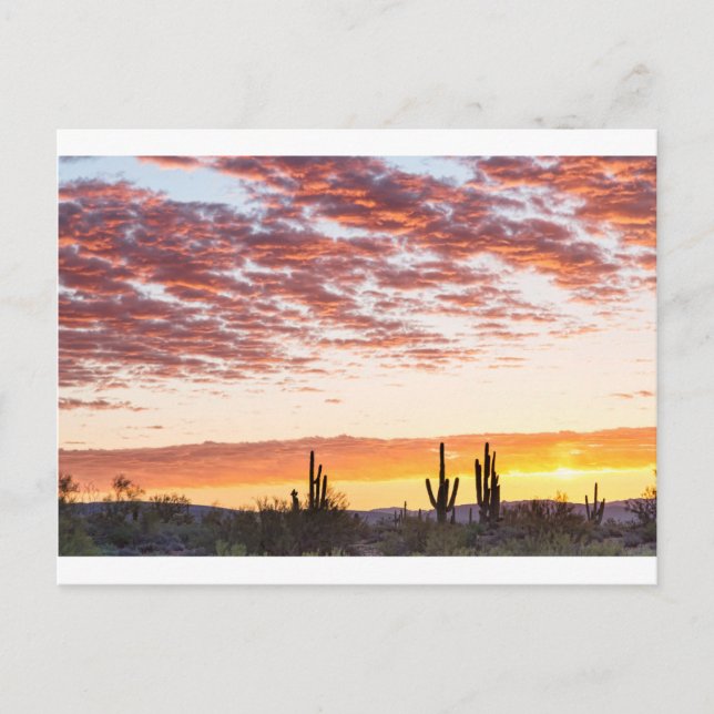 Sonoran Wüste farbenfroher Sonnenaufgang Morgen Postkarte (Vorderseite)