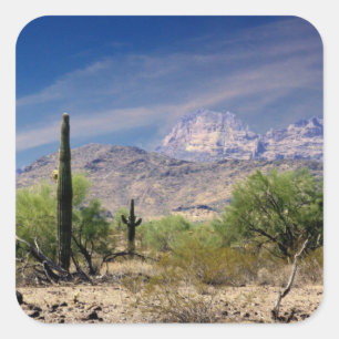 Sonoran Wüstenaufkleber Quadratischer Aufkleber