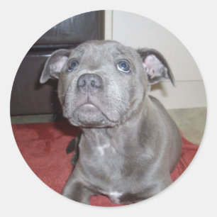 Sooky Blue Staffordshire Bull Terrier Puppy, Runder Aufkleber