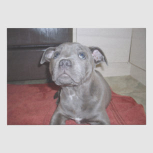 Sooky Blue Staffordshire Bull Terrier Puppy, Seidenpapier