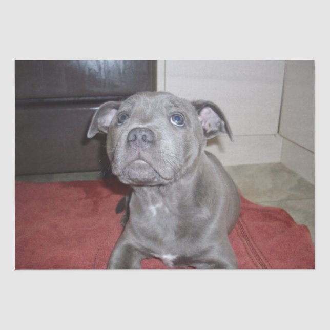 Sooky Blue Staffordshire Bull Terrier Puppy, Seidenpapier (Vorderseite)