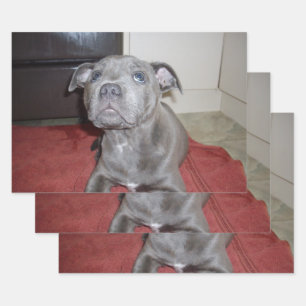 Sooky Blue Staffordshire Bull Terrier Welpe, Geschenkpapier Set