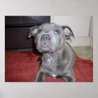 Sooky Face Staffordshire Bull Terrier Puppy,