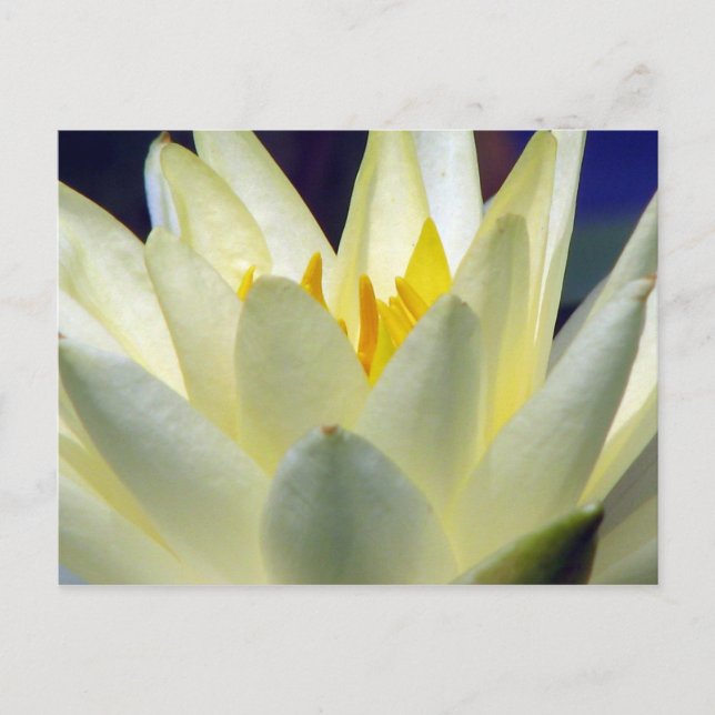 Soothe Me Postkarte (Vorderseite)