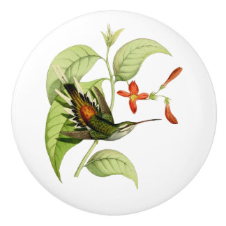 Sooty Capped Hermit Hummingbird Keramikknauf