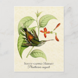 Sooty Capped Hermit Hummingbird Vintage Kunst Postkarte