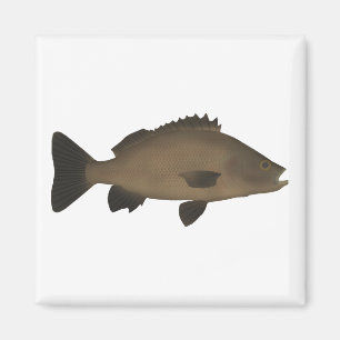 Sooty Grunter Magnet