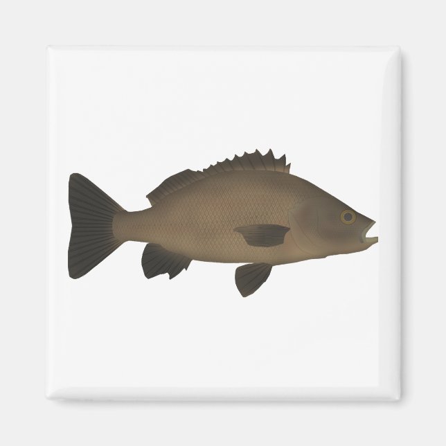 Sooty Grunter Magnet (Vorne)