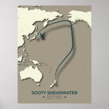 Sooty Shearwater Migration Map - Minimalistisch