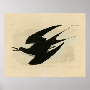Sooty Tern von Audubons Vögeln von Amerika Poster