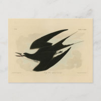 Sooty Tern von Audubons Vögeln von Amerika
