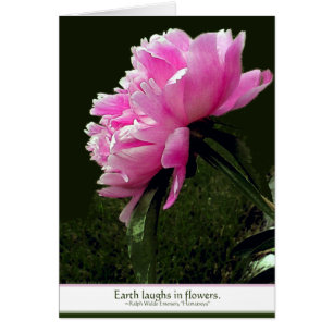 Sorbet-Pfingstrosen-Karte