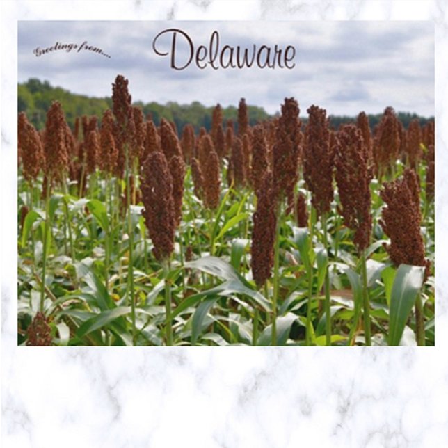 Sorghum Crop in Delaware Postkarte (Von Creator hochgeladen)