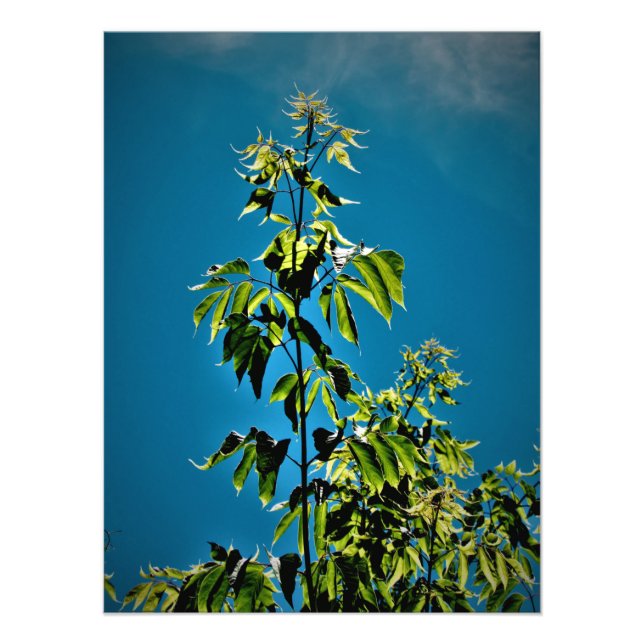 "Sorins Got Sunshine" Fotodruck (Vorne)