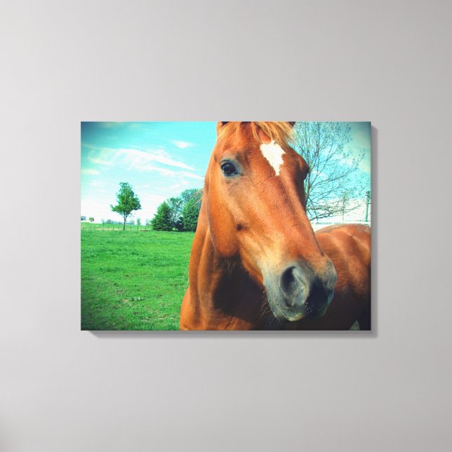 Sorrel Gelding Canvas Print Leinwanddruck (Vorderseite)