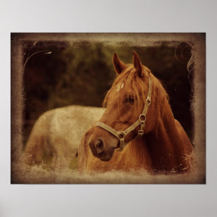 Sorrel Pferd Poster